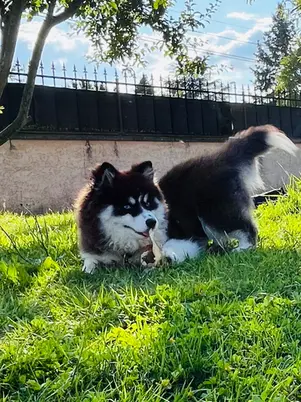 Pomsky toy willow mangeant dans le jardin
