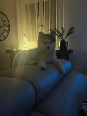 Pomsky molly se reposant le soir sur le canapé