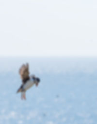Puffin Searching for Food