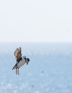 Puffin Searching for Food