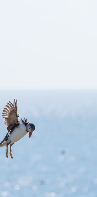 Puffin Searching for Food