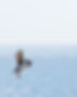 Puffin Searching for Food