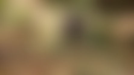 Comment un Robot a Maîtrisé la Nature Sans Jamais la Voir ?