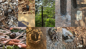 우리가 숲에서 인공지능에 대해 고민하는 이유 / 오영진