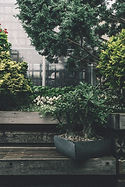 Tree Services
