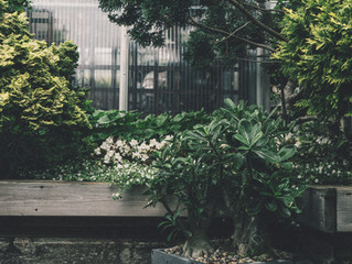 Bloom where planted