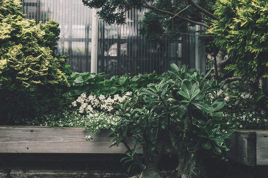 Plantas
