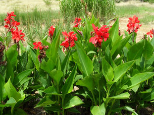 Canna (boe-den-dhranan)