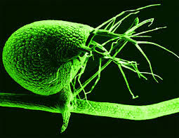Bladder worts