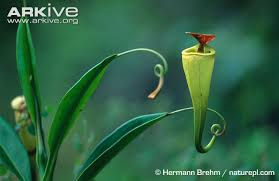 Pitcher plant