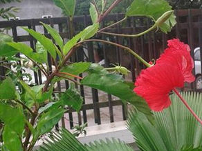 Axil,axillary bud,flower