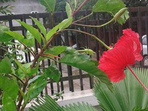 Axil,axillary bud,flower
