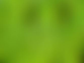 Duckweed