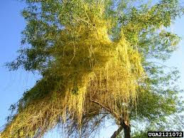 Dodder