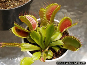 Venus Fly Trap