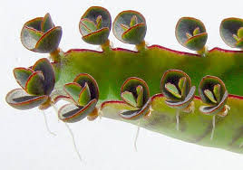 Bryophyllum