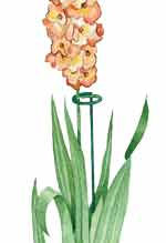 Gladiolus