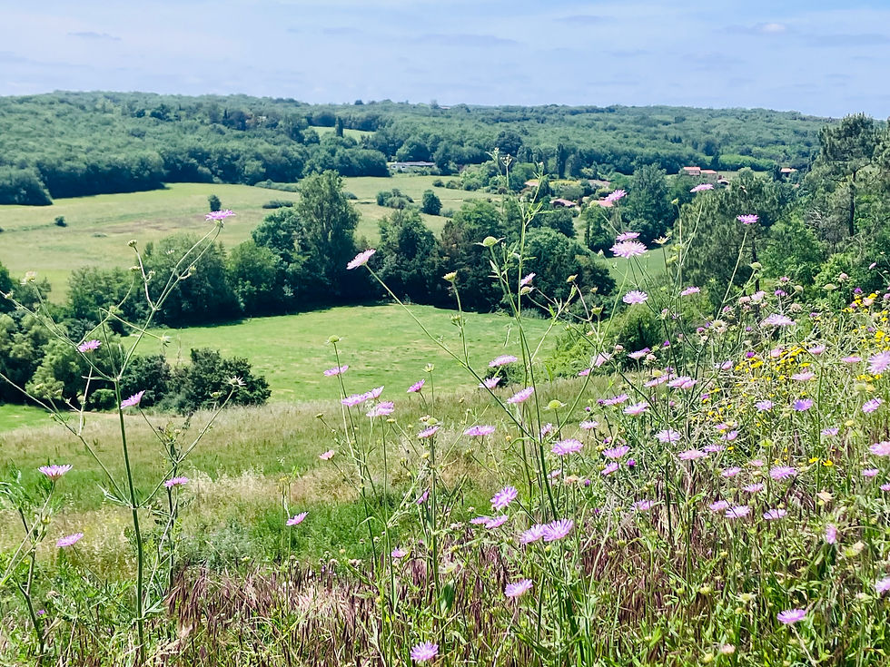 A la découverte des plantes médicinales et comestibles de Vallée de l'Arsène à Bretx 