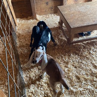 Baby goats at the farm