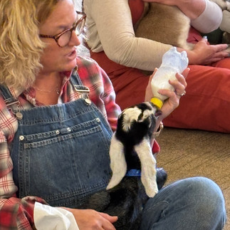 Feeding a baby goat a bottle of milk