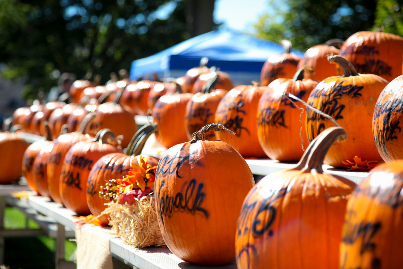 Great Wall Of Pumpkin