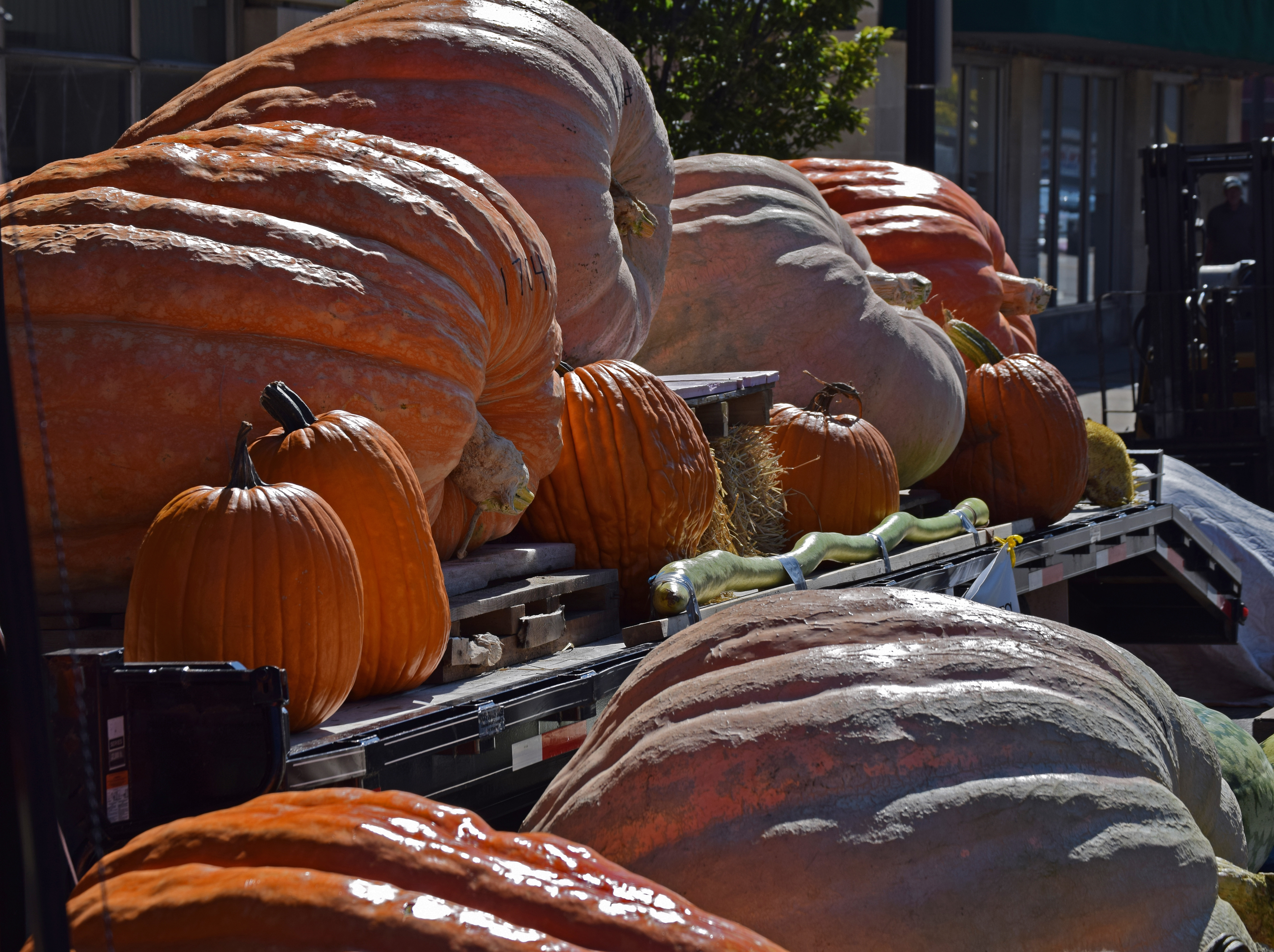Operation Pumpkin