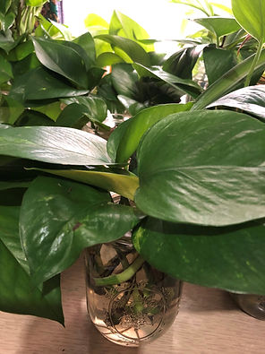 Harambee Houseplant Project Cuttings