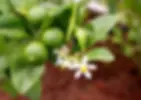 Flowers-fruits-lime-tree.webp