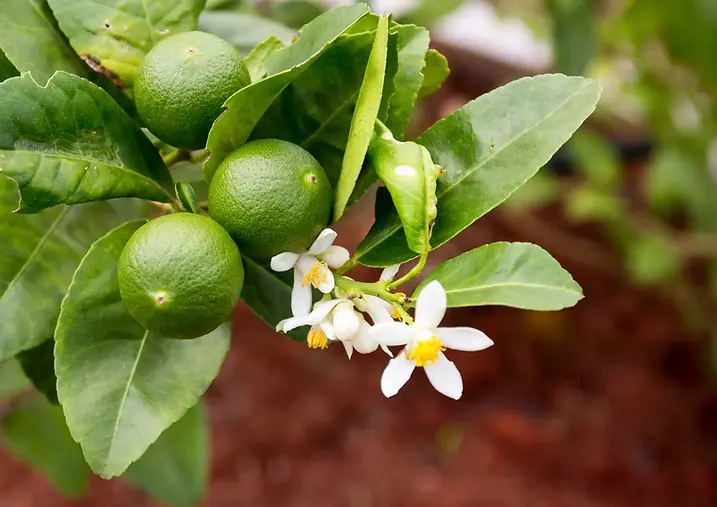 Flowers-fruits-lime-tree.webp