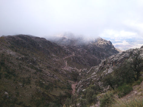 El Origen del Bosque (The Origen of the Forest)
