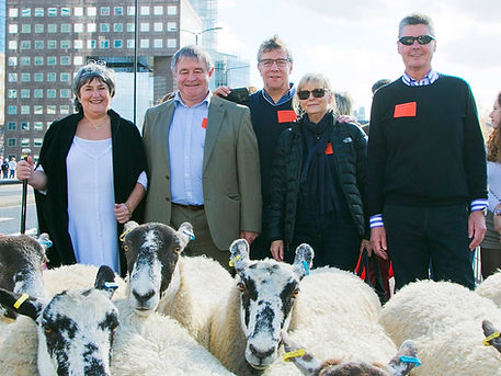 Cathy Driving Sheep over London Bridge