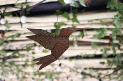 Colibri