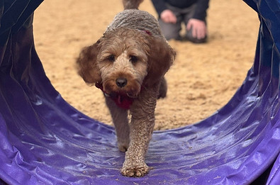 Bowie agility.jpg