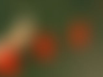 I didn’t walk my dog!