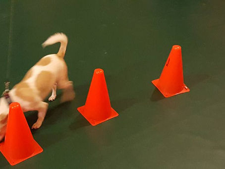 I didn’t walk my dog!