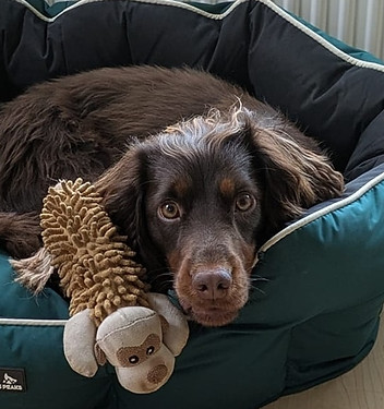 Maggie.jpg