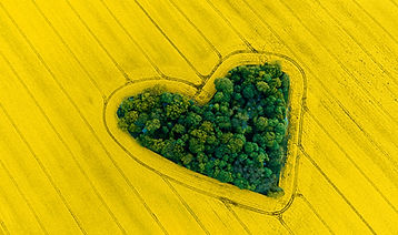 Serce w Rzepaku (2).jpg