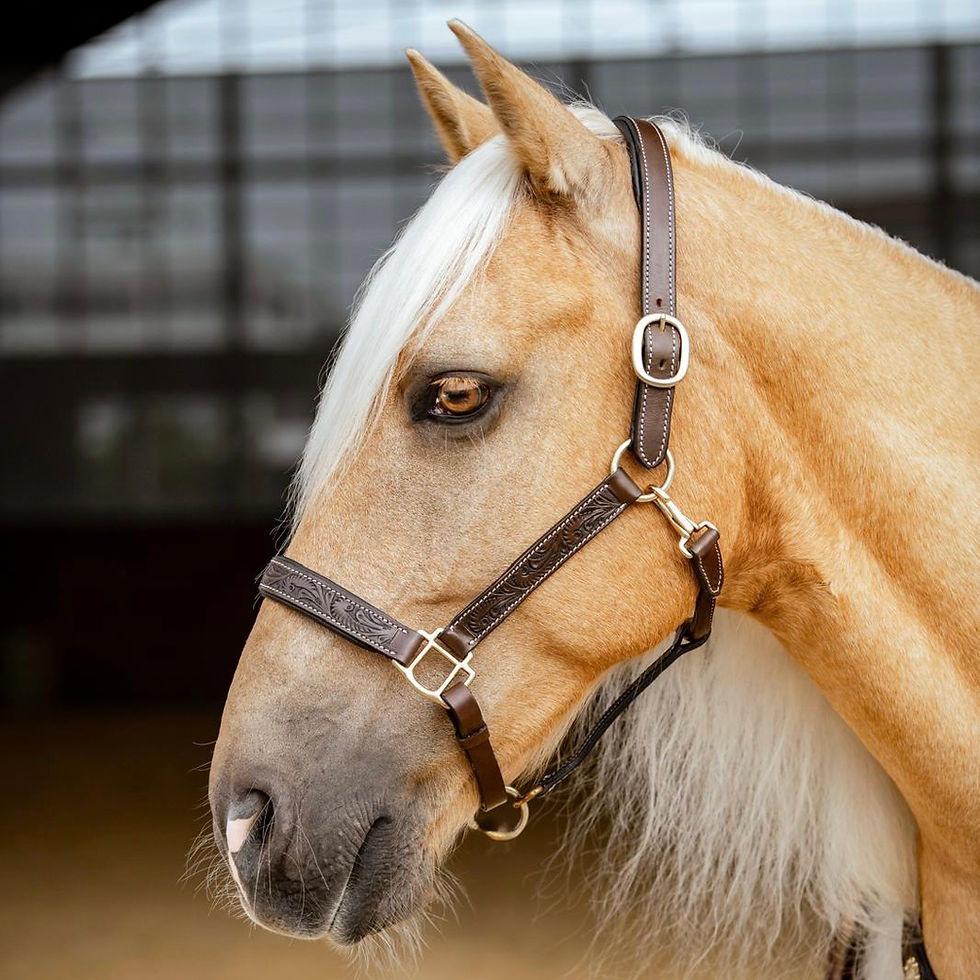 Miniaturbild: Lederhalfter western