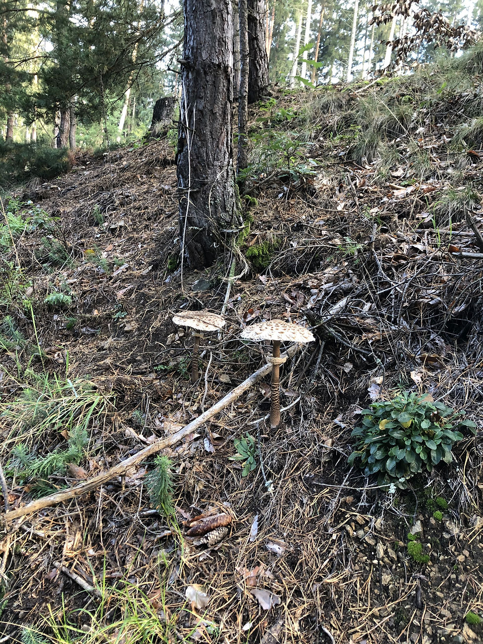 Parasol