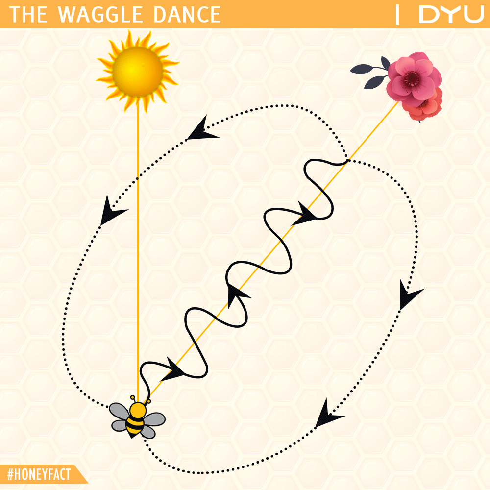 The waggle Dance