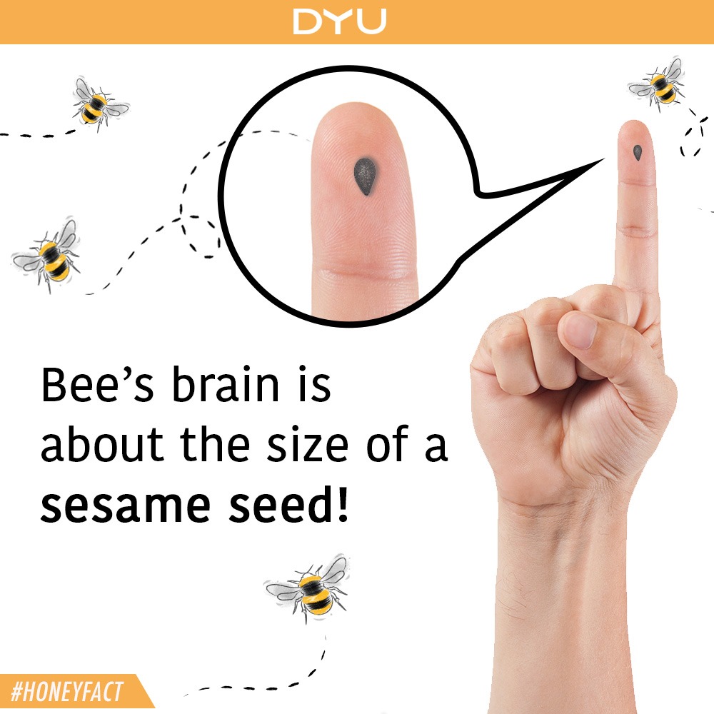 Bee brain