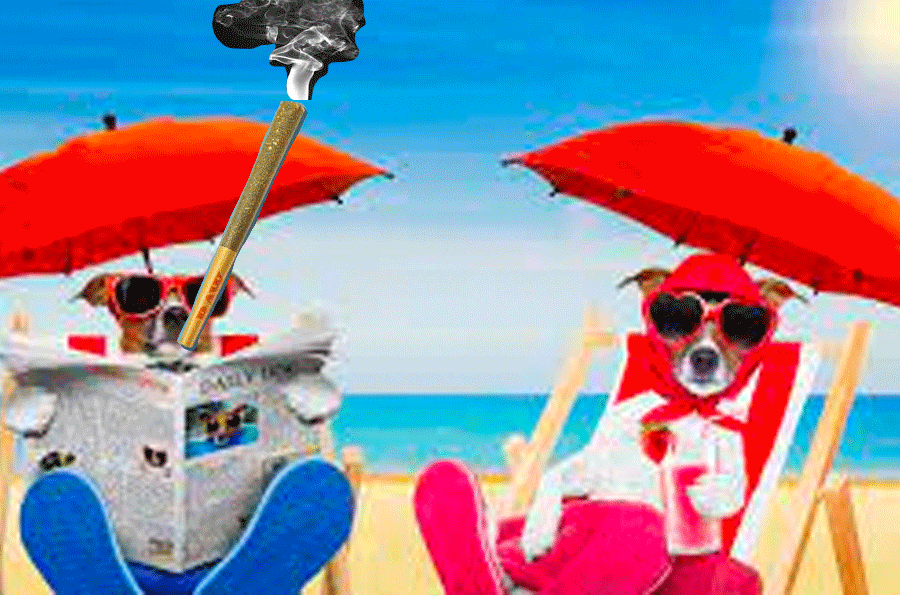 dogs-smoking.gif