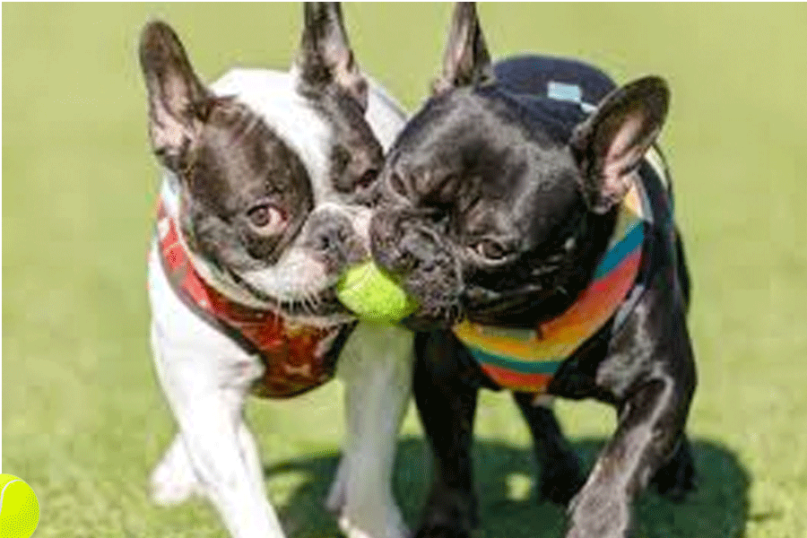 frenchie-siblings.gif