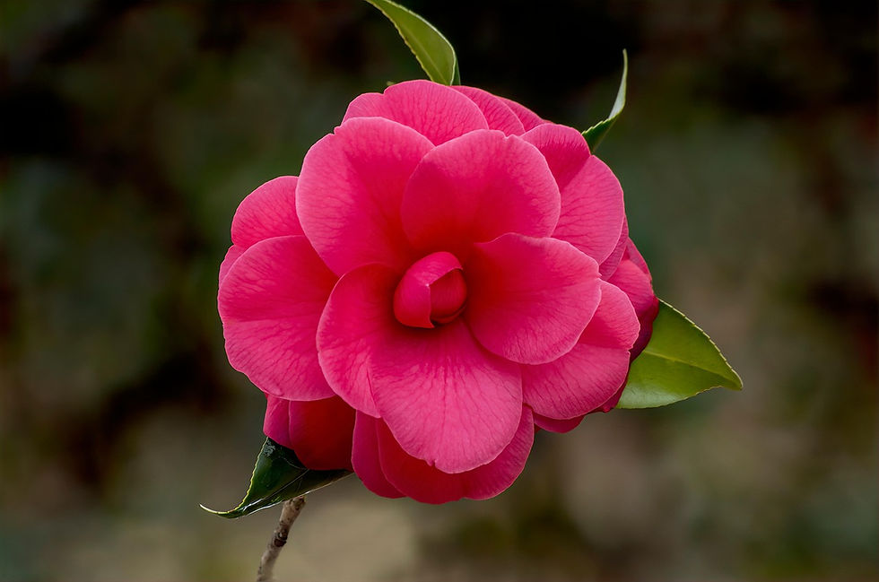 camellia-5943267_1280
