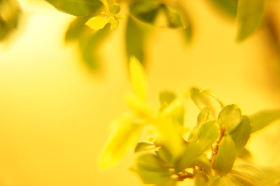 Yellow-Colour