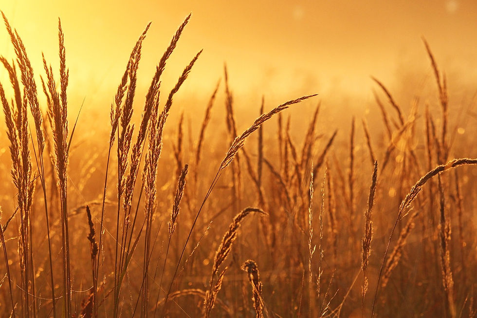 morning-mist-4497745_1280