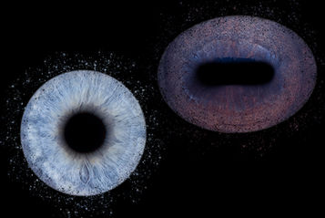 Portrait d'iris Chiens, Chats, Cheval, NAC et Humains