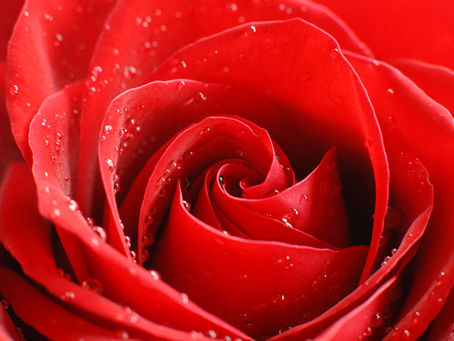 A ROSE BY ANY OTHER NAME IS STILL A COMMUNIST: CHOOSE YOUR "MAFIA"