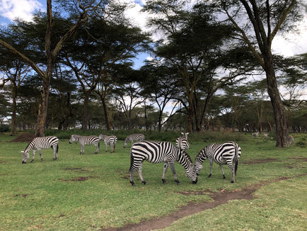 Sanctuary Farm, Naivasha