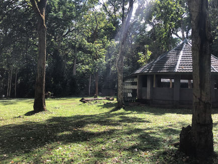KWS Campsite, Kakamega Forest Reserve
